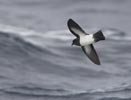 White-bellied Storm-Petrel (Fregetta grallaria) photo, In Flight, South of Gough Island, March, 2006