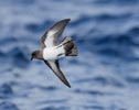 White-bellied Storm-Petrel (Fregetta grallaria) photo, In Flight, Gough Island, March, 2006