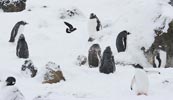 Wilson's Storm-Petrel (Oceanites oceanicus) photo, Searching for Nest Site in Gentoo Penguin Colony, Brown Bluff, Antarctica, March, 2006