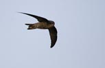 Cape Verde Swift (Apus alexandri) photo, Adult in Flight, Cape Verde Islands, April, 2006