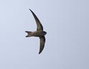 Cape Verde Swift (Apus alexandri) photo, Adult in Flight, Cape Verde Islands, April, 2006