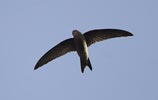 Cape Verde Swift (Apus alexandri) photo, Adult in Flight, Cape Verde Islands, April, 2006