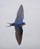 Barn Swallow (Hirundo rustica) photo, Adult in Flight, Santa Clara Cnty, CA, May, 2006