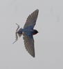 Barn Swallow (Hirundo rustica) photo, Adult in Flight, Santa Clara Cnty, CA, April, 2006
