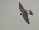 Cliff Swallow (Petrochelidon pyrrhonota) photo, Adult in Flight, Santa Clara Cnty, CA, April, 2006