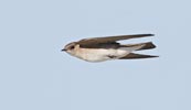 Northern Rough-winged Swallow (Stelgidopteryx serripennis) photo, Adult in Flight, San Luis Obispo Cnty, CA, May, 2006