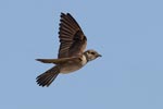 Northern Rough-winged Swallow (Stelgidopteryx serripennis) photo, Adult in Flight, Santa Clara Cnty, CA, June, 2006