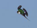 Violet-green Swallow (Tachycineta thalassina) photo, Adult Male in Flight, Santa Clara Cnty, CA, June, 2006