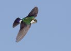 Violet-green Swallow (Tachycineta thalassina) photo, Adult Male in Flight, Santa Clara Cnty, CA, June, 2006