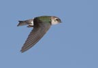 Violet-green Swallow (Tachycineta thalassina) photo, Adult Female in Flight, Santa Clara Cnty, CA, June, 2006