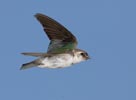 Violet-green Swallow (Tachycineta thalassina) photo, Adult Female in Flight, Santa Clara Cnty, CA, June, 2006