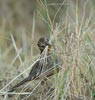 California Towhee (Pipilo crissalis) photo, Adult gathering nesting material, Santa Clara Cnty, CA, June, 2006