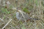California Towhee (Pipilo crissalis) photo, Adult gathering nesting material, Santa Clara Cnty, CA, June, 2006