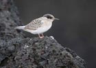 Antarctic Tern (Sterna vittata) photo, Juvenile, Gough Island, March, 2006