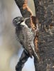 Three-toed Woodpecker (Picoides tridactylus) photo, Adult Female, Deschutes Cnty, OR, July, 2006
