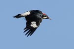 Acorn Woodpecker (Melanerpes formicivorus) photo, Adult in Flight, Santa Clara Cnty, CA, June, 2006