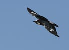 Acorn Woodpecker (Melanerpes formicivorus) photo, Adult in Flight, Santa Clara Cnty, CA, June, 2006