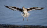 Willet (Catoptrophorus semipalmatus) photo, Western Adult in Flight, Santa Clara Cnty, CA, April, 2006