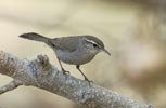 Bewick's Wren (Thryomanes bewickii) photo, Adult, Kern Cnty, CA, May, 2006