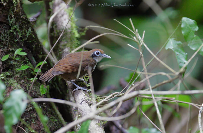 Bicolored Antbird (Gymnopithys leucaspis) photo image