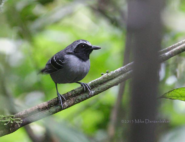 Black-faced Antbird (Myrmoborus myotherinus) photo image