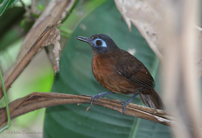 Chestnut-backed Antbird (Myrmeciza exsul) photo