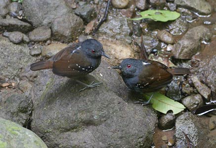 Dull-mantled Antbird (Myrmeciza laemosticta) photo