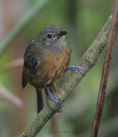 Dusky Antbird (Cercomacra tyrannina) photo image