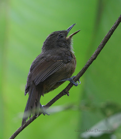 Dusky Antbird (Cercomacra tyrannina) photo image