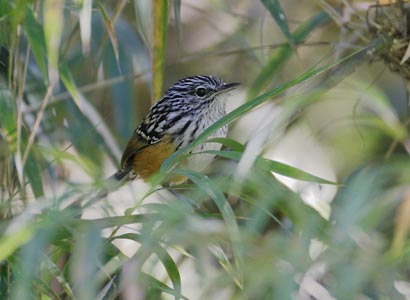 Long-tailed Antbird (Drymophila caudata) photo image