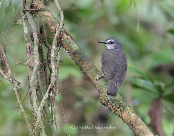 Lunulated Antbird (Gymnopithys lunulatus) photo image