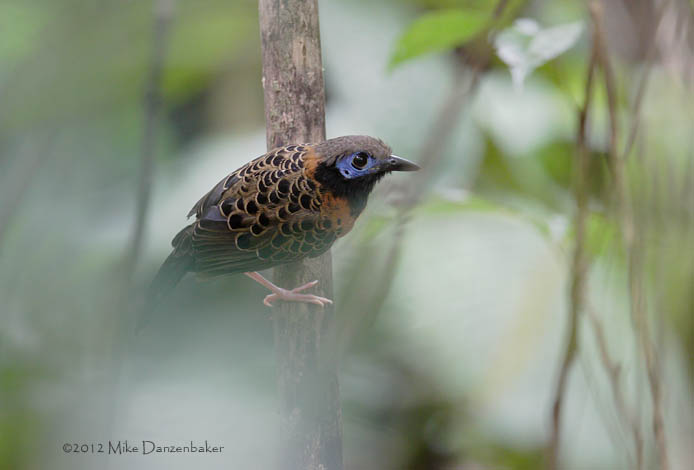 Ocellated Antbird (Phaenostictus mcleannani) photo