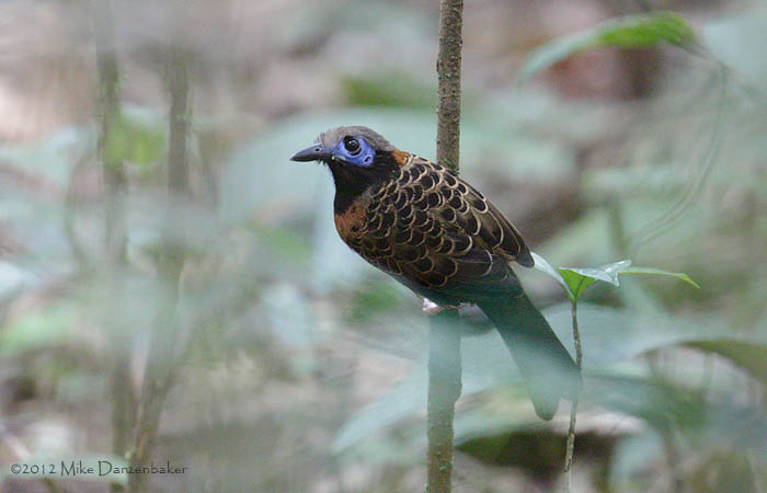 Ocellated Antbird (Phaenostictus mcleannani) photo