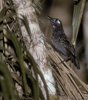Plumbeous Antbird (Myrmeciza hyperythra) photo image