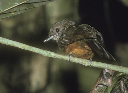 Spot-backed Antbird (Hylophylax naevius) photo image