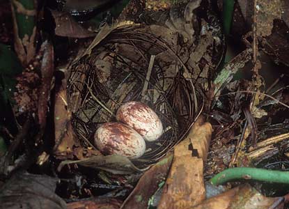 Spot-backed Antbird (Hylophylax naevius) photo image