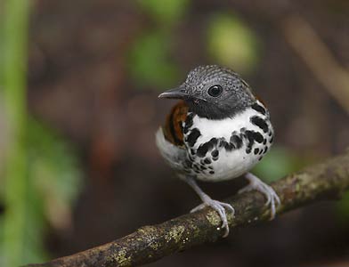 Spotted Antbird (Hylophylax naevioides) photo image
