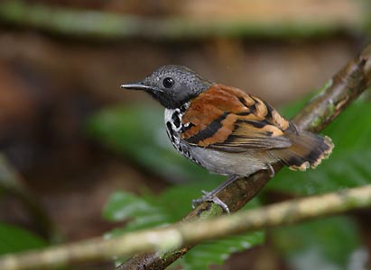 Spotted Antbird (Hylophylax naevioides) photo image
