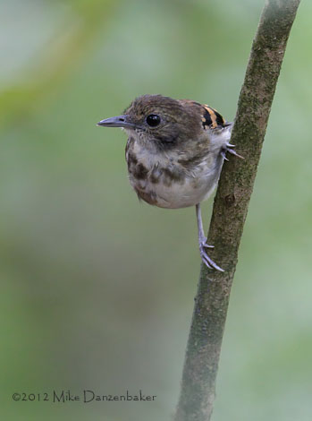 Spotted Antbird (Hylophylax naevioides) photo image