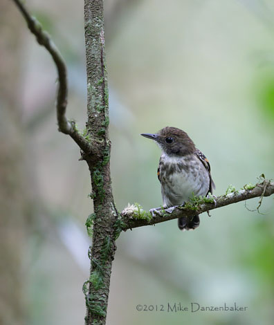 Spotted Antbird (Hylophylax naevioides) photo image