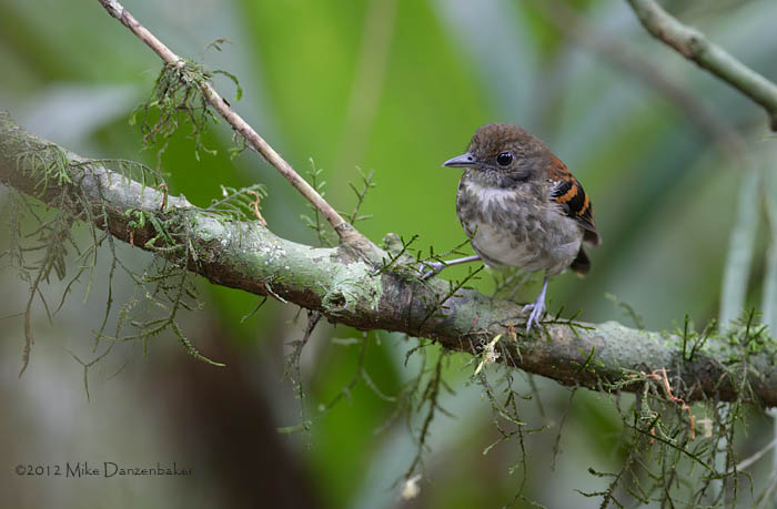 Spotted Antbird (Hylophylax naevioides) photo image