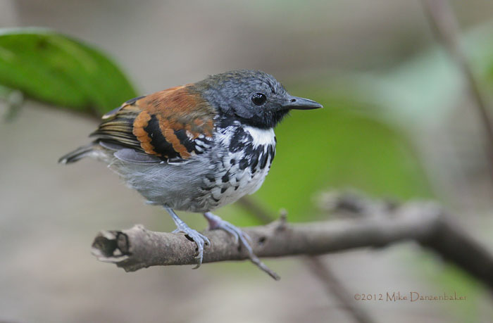 Spotted Antbird (Hylophylax naevioides) photo image