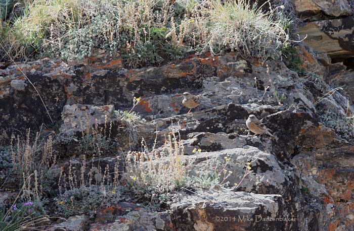 Altai Accentor (Prunella himalayana) photo image