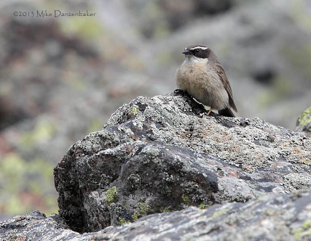 Brown Accentor (Prunella fulvescens) photo