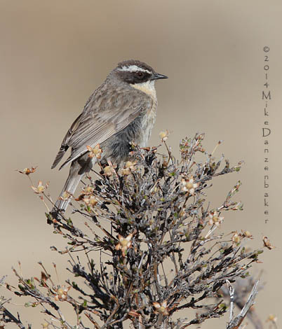 Brown Accentor (Prunella fulvescens) photo