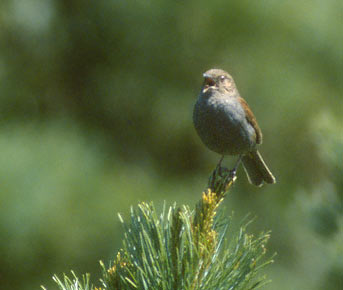 Japanese Accentor (Prunella rubida) photo image