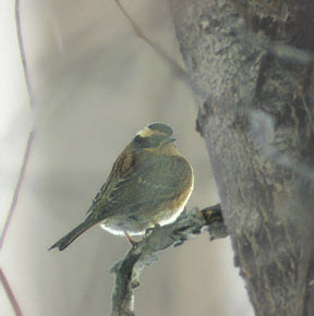 Siberian Accentor (Prunella montanella) photo image