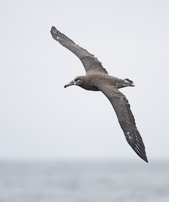 Black-footed Albatross (Phoebastria nigripes) photo