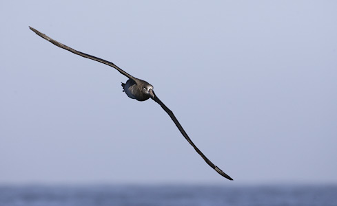 Black-footed Albatross (Phoebastria nigripes) photo
