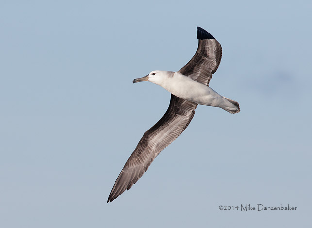 Black-browed Albatross (Thalassarche melanophris) photo